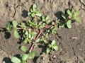 purslane